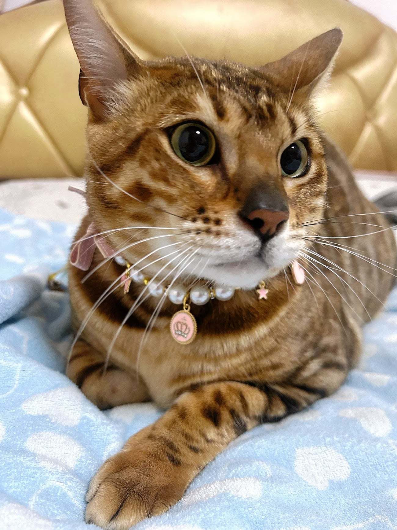 Pet accessory with a blue heart detail