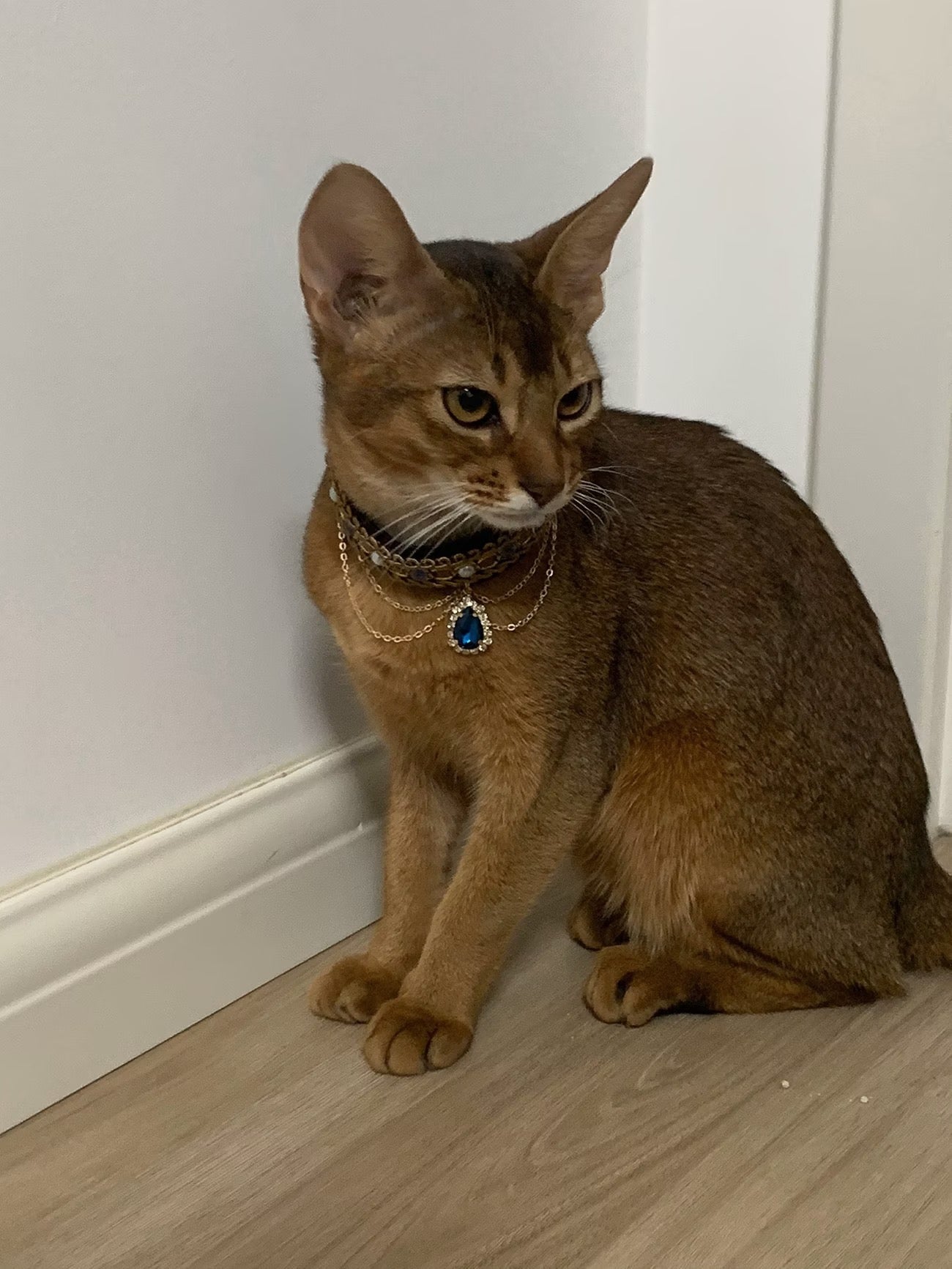 Pet wearing a pearl jewel necklace