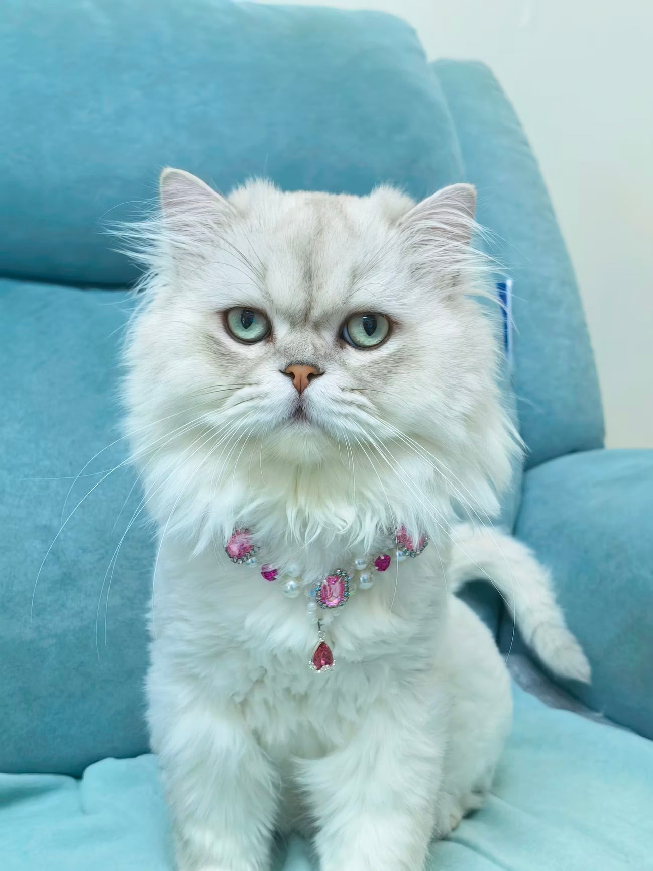 Pet styled with celestial jewelry