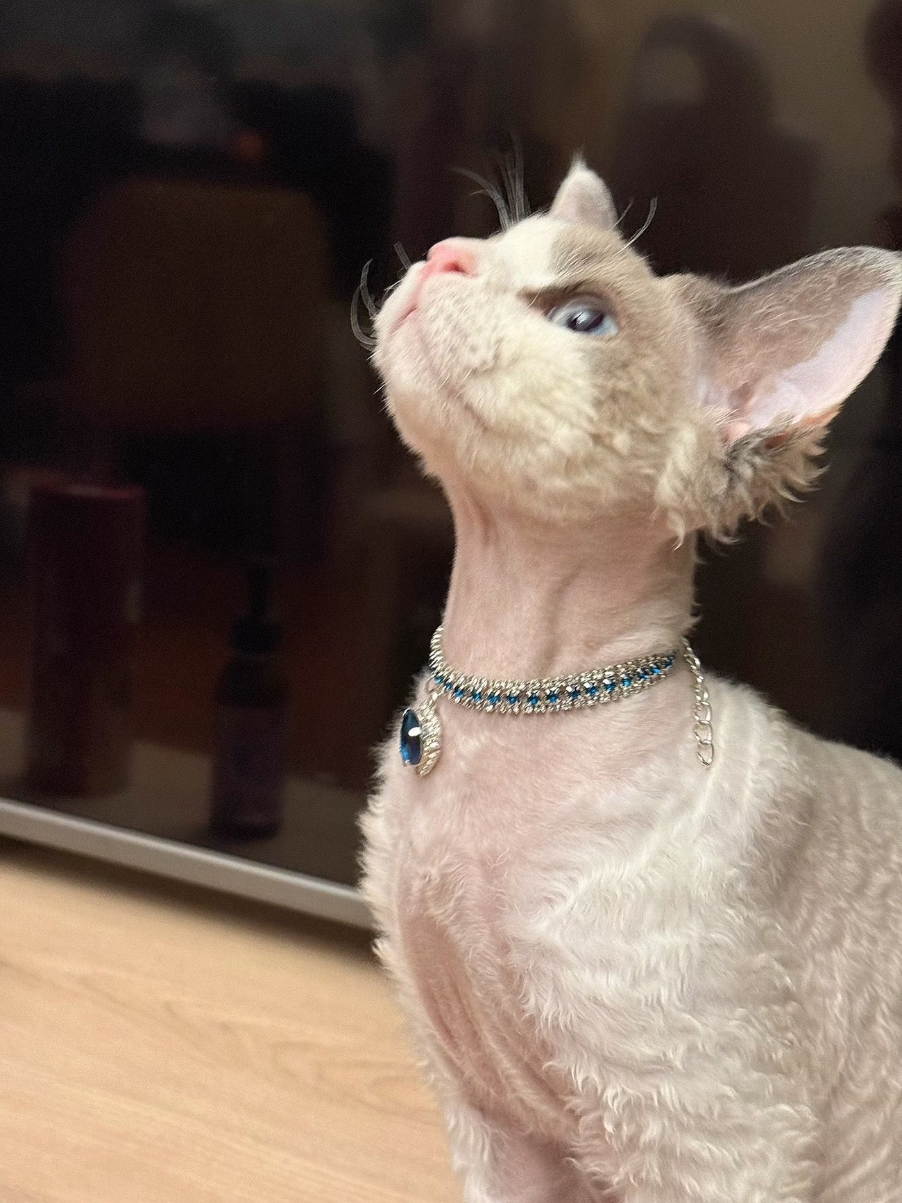 Pet wearing a red velvet jewel collar