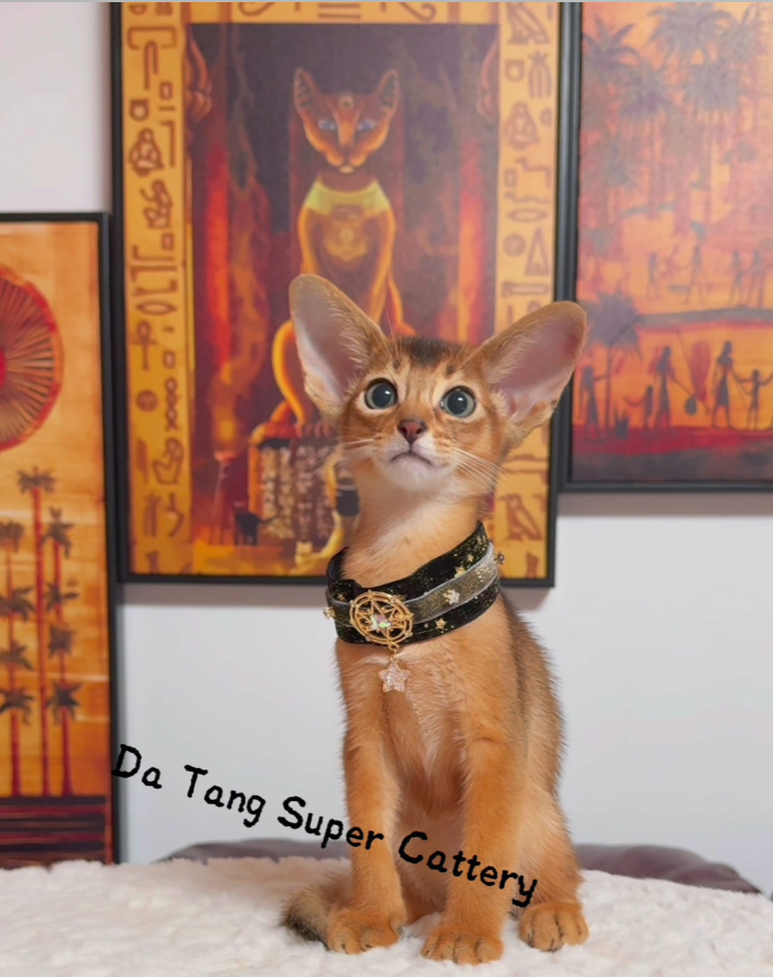 Pet wearing a pearl jewel necklace