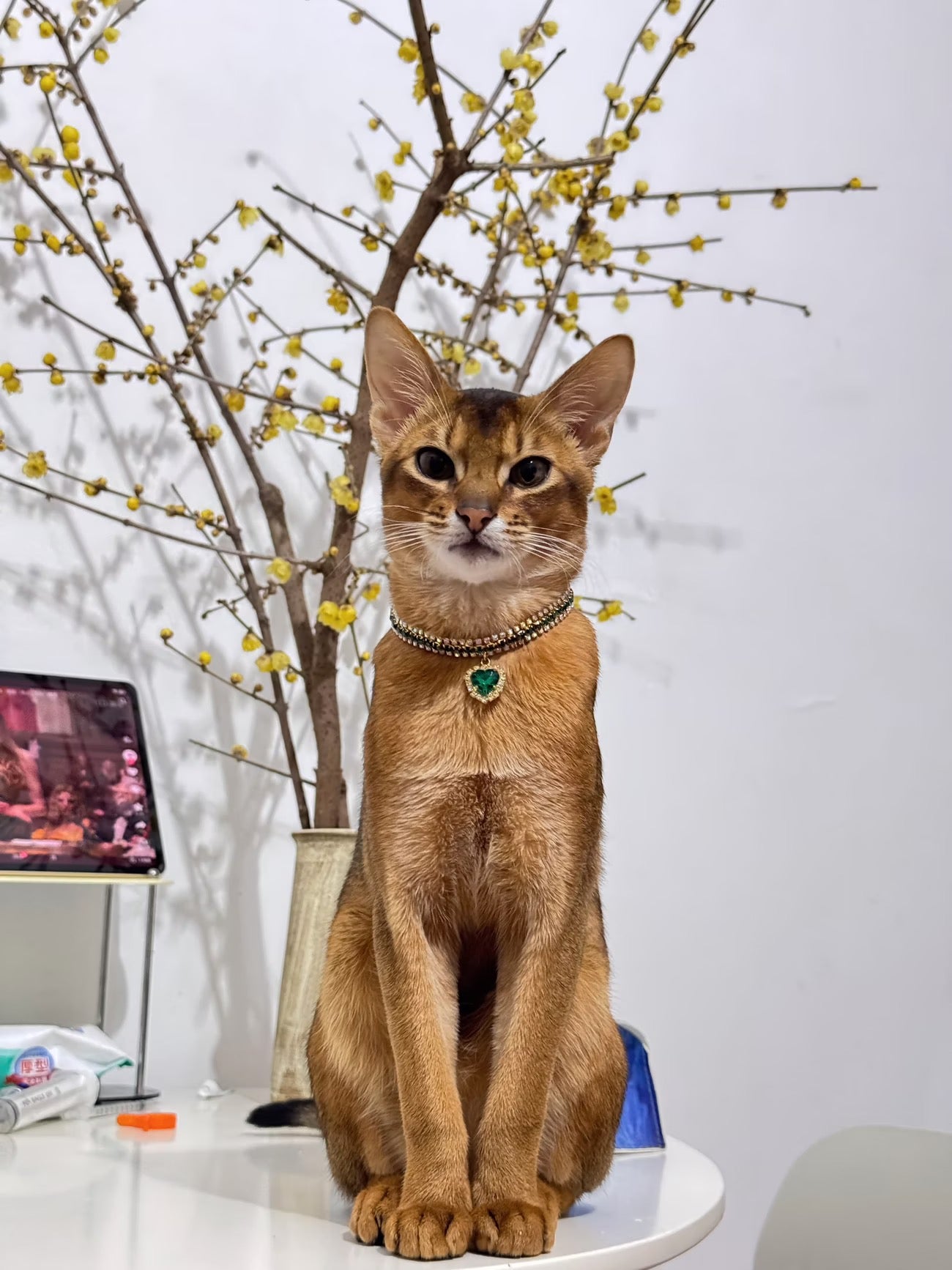 Pet wearing a green velvet jewel collar