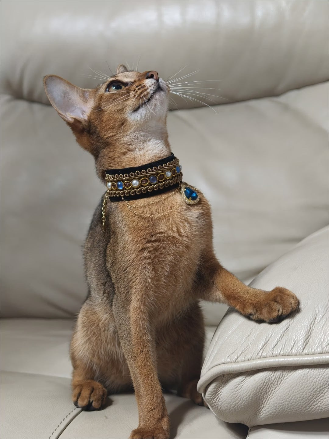 Pet accessory with a blue heart detail