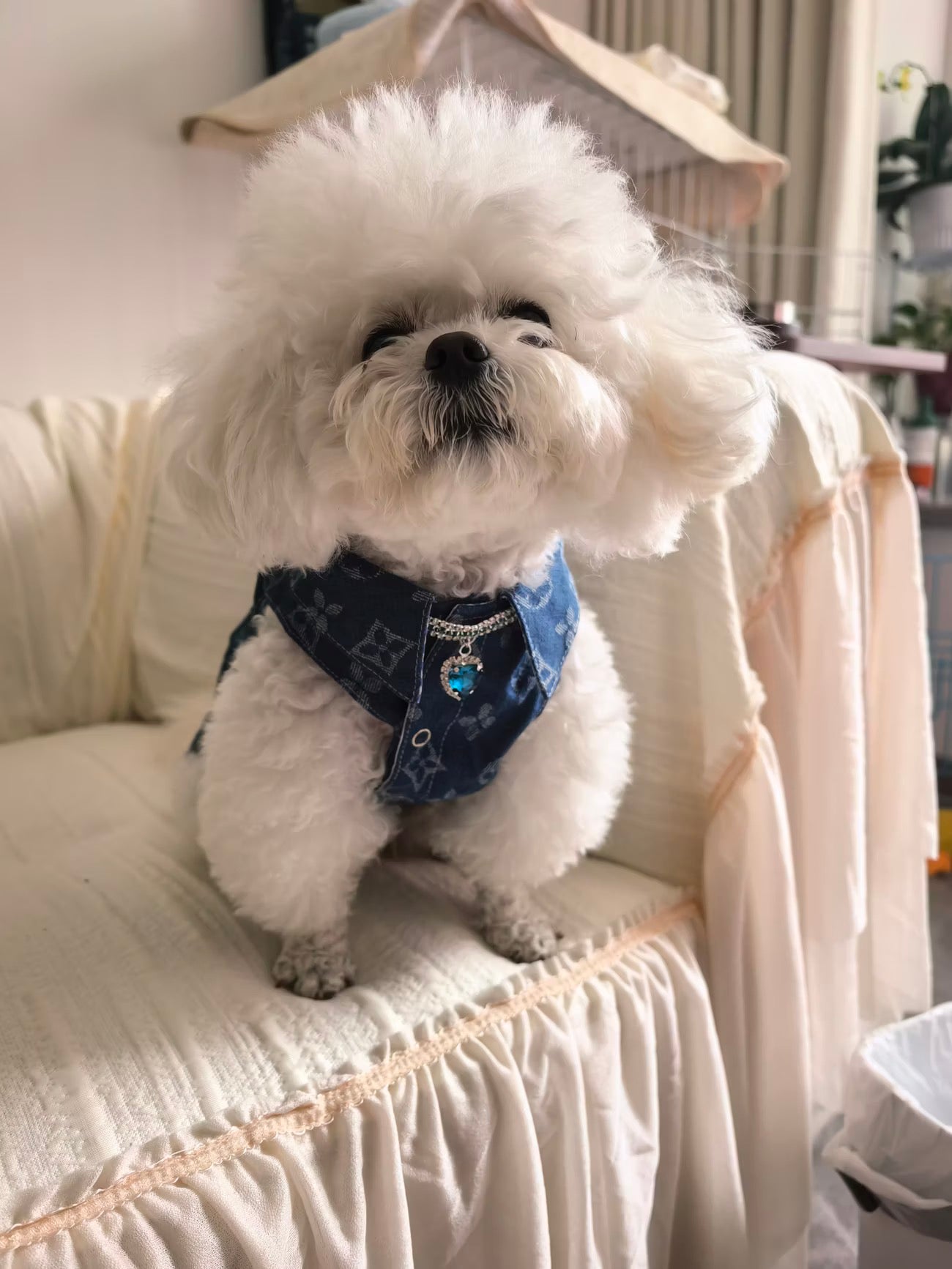 Pet accessory with a blue heart detail