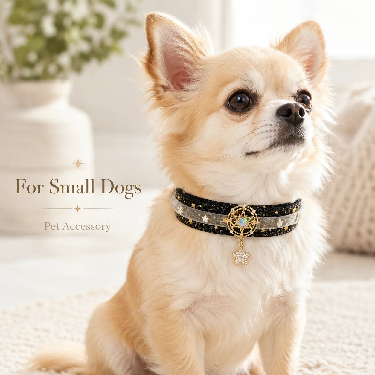 Black Star Velvet Pet Choker
